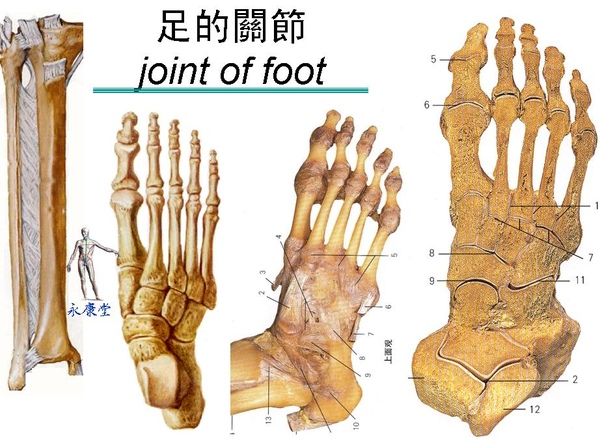 足的關節.JPG