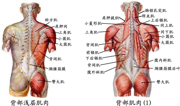 01、使肩關節上提的肌肉：斜方肌、菱形肌、肩胛提肌。.JPG