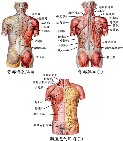 02_使肩胛骨下降的肌肉：斜方肌下部、前鋸肌下部、胸小肌。.JPG