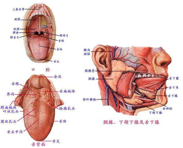 2-7-1_消化系統_2.JPG