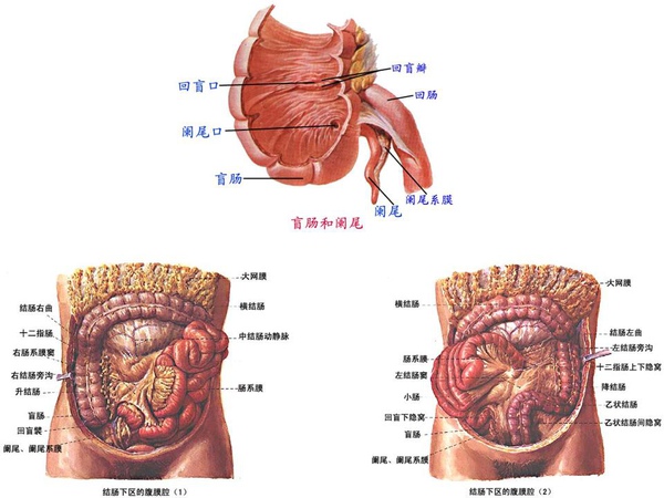 2-7-1_消化系統_5.JPG