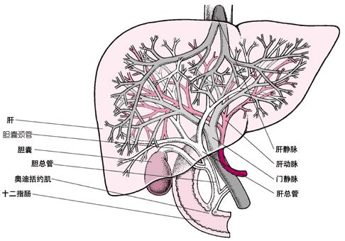 99~消化系統生物學~08.JPG