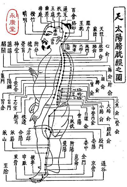 發揮-A07-足太陽膀胱經﹝BL﹞之圖