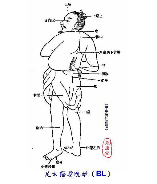 子午針經-07-足太陽膀胱經﹝BL﹞