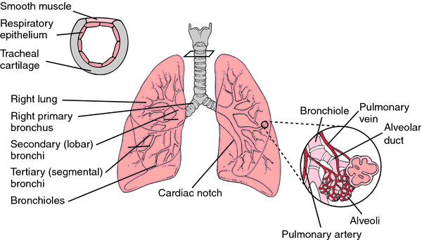 肺癰﹝lung_abscess﹞：X2604-L-32A