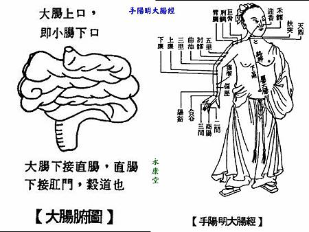 手陽明經穴