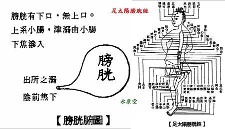 足太陽膀胱經