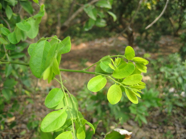 Nature's first green is gold(0322)