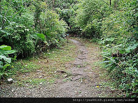 (沒有完成的)忠義山親山步道 01.jpg