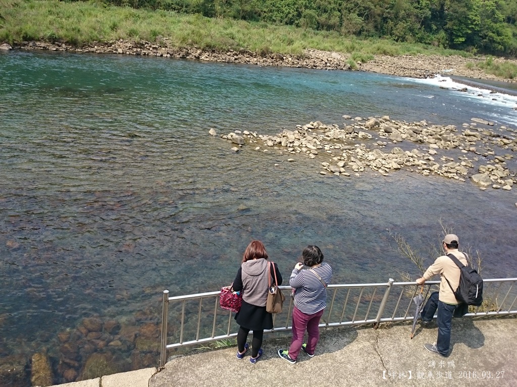 觀魚步道07.JPG