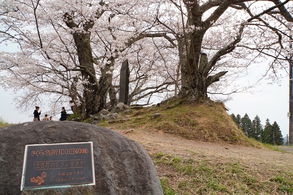 【旅行】2023日本東北8日遊Day4：藤田川ふれあい櫻、三