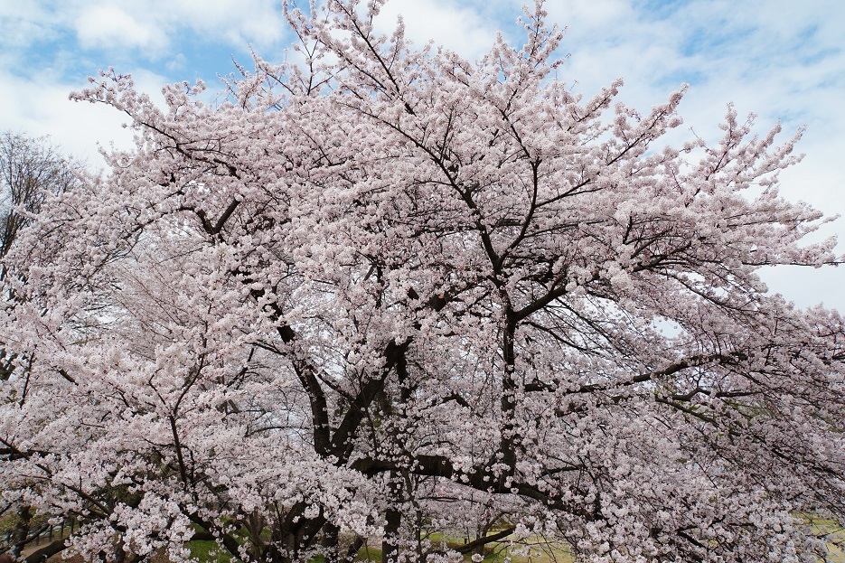 【旅行】2023日本東北8日遊Day5：山形城、長谷堂城