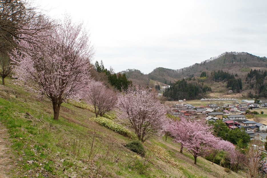 【旅行】2023日本東北8日遊Day5：山形城、長谷堂城