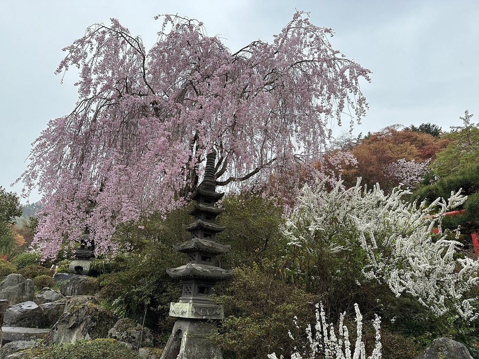 【旅行】2023日本東北8日遊Day6：米澤城、花見山公園