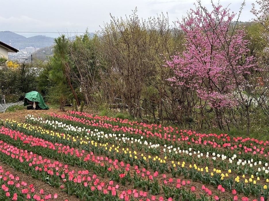 【旅行】2023日本東北8日遊Day6：米澤城、花見山公園