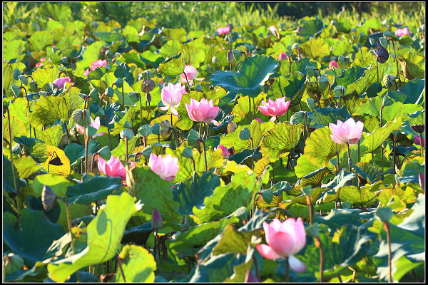 2022.07.24 【夏荷】樹林山佳荷花池