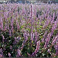 DSC03249.jpg