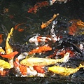 龍山寺鯉魚池