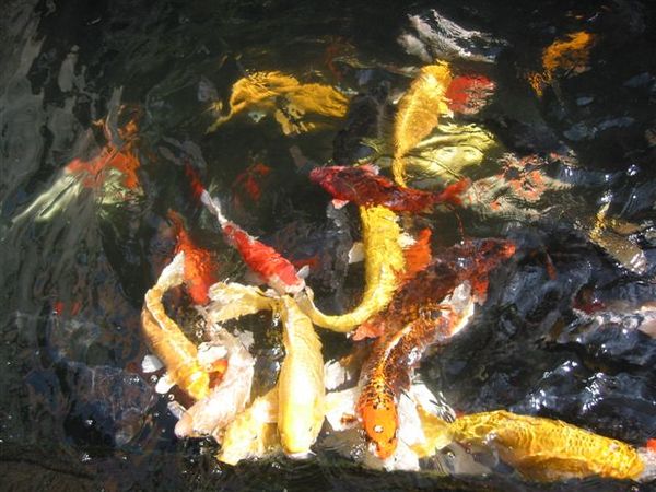 龍山寺鯉魚池