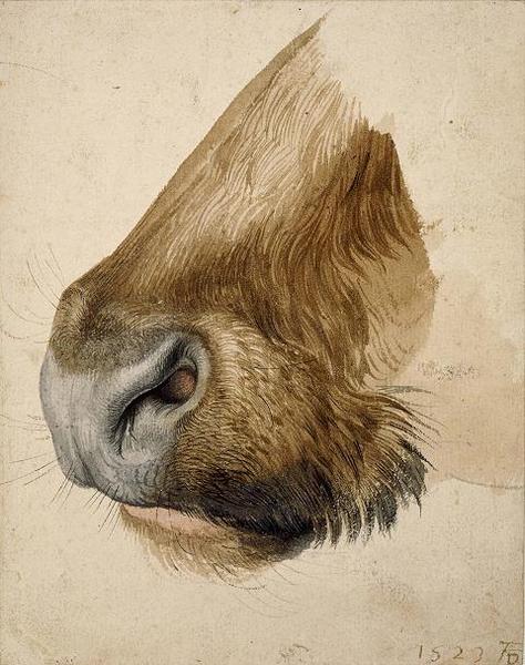 durer - muzzle of a bull 1523