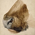 durer - muzzle of a bull 1523