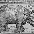 durer-rhinoceros 1515