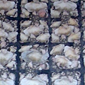 鹿港貝殼廟的壁飾