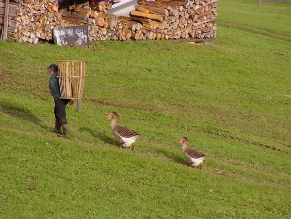 Der Vogelfänger bin ich ja