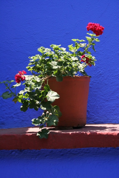 Frida Kahlo 在墨西哥城 Coyoacán 的 Casa Azul 卡薩阿祖爾（青瓦台）