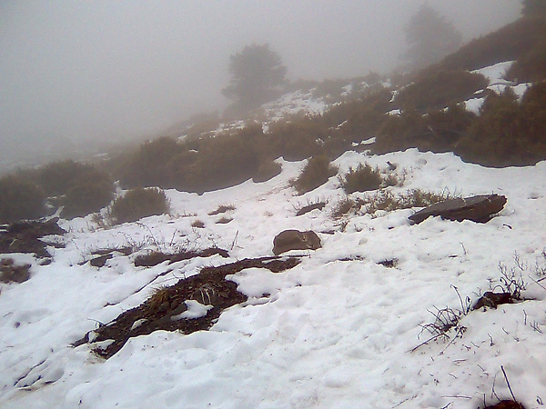 濃霧中的雪景