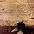 Rene Magritte - Summer Shoes