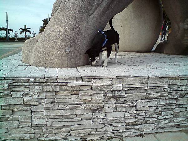 大意外！還沒滿半歲的小毛姆居然自己跳上這座高臺啦～