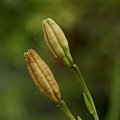 台灣百合(果) 