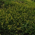  台灣黃堇