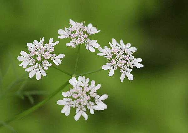  香菜花