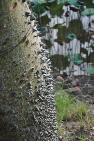 20130929 241 (Small).jpg