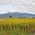 20131123-24 431 (Small).jpg