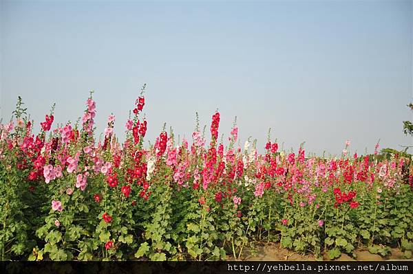 201400322 386 (Large).jpg