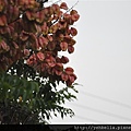 20141004 067 (Medium).jpg