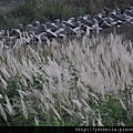20141004 082 (Medium).jpg