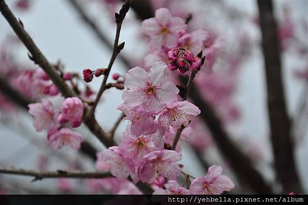 20150208 111 (Medium).jpg