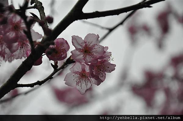 20150208 115 (Medium).jpg