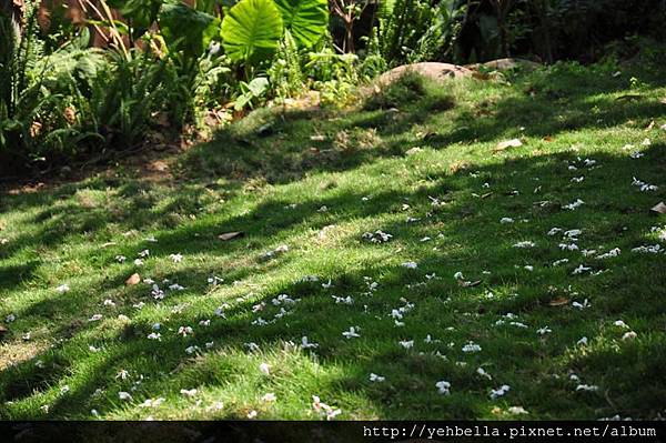 20150405 061 (Medium).jpg