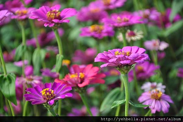 20170117_101 (Large).JPG