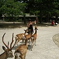 July- nara