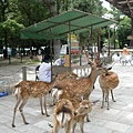 July- nara