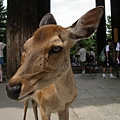 July- nara