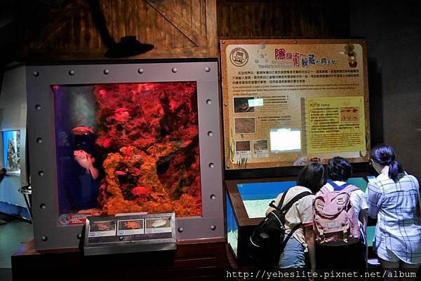 花蓮遠雄海洋公園-讓人流連往返的海獅小學堂、海豚傳說-跳浪奇