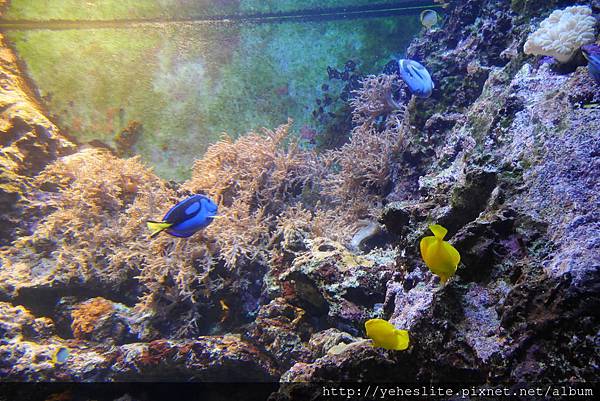 花蓮遠雄海洋公園-讓人流連往返的海獅小學堂、海豚傳說-跳浪奇