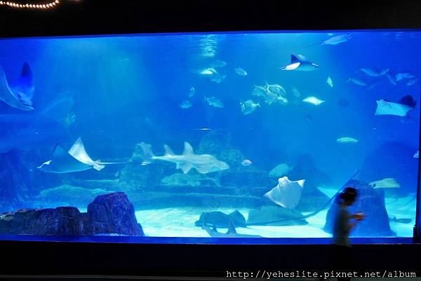 花蓮遠雄海洋公園-讓人流連往返的海獅小學堂、海豚傳說-跳浪奇